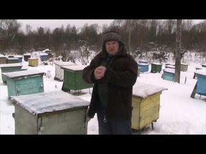 НА ТРЁХ РАМКАХ В ЗИМУ. ПЕРЕЗИМУЕТ ИЛИ НЕТ?