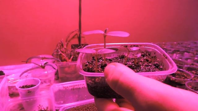 БАЛКОННОЕ ЧУДО | ОГУРЦЫ ТОМАТЫ | КРУГЛЫЙ ГОД смотреть онлайн