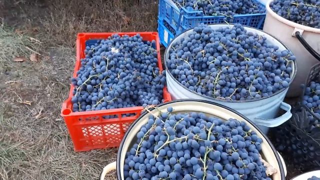 Урожай винограда Изабелла в Самаре.