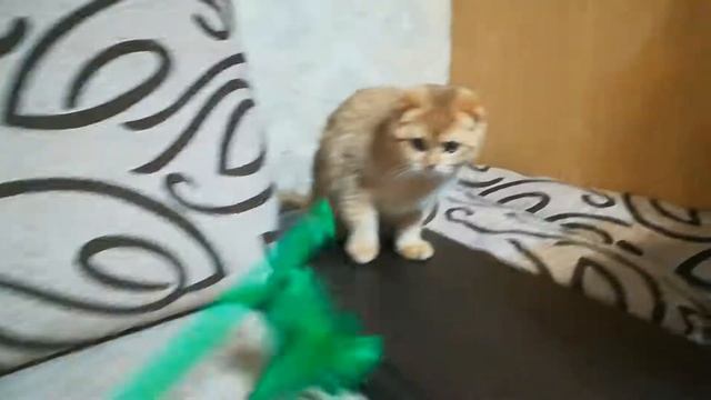 Шотландские котята золотого тиккированного окраса, возраст 4 месяца. Продаются.