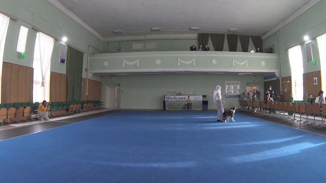 23 02 2020 Ольга и бордер Саманта Роза пустыни смотреть онлайн