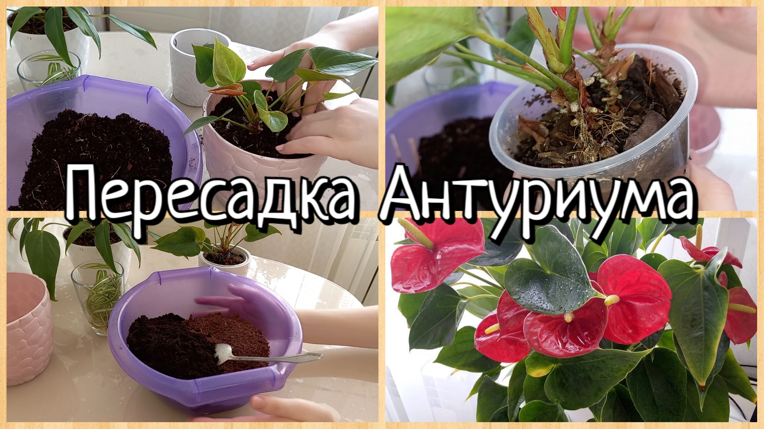 Пересадка Антуриума в правильный грунт Самая лёгкая Пересадка Антуриума 