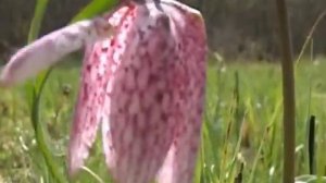 Lalea pestrita (Fritillaria meleagris) in Rezervatia Bavna - Fersig Maramures