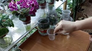 Восстановление вялого листа фиалки или тургор листа