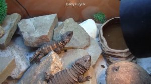 Armadillo lizard Ouroborus ( Cordylus ) cataphractus !