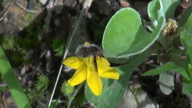 Yellow Star Grass and Insect смотреть онлайн