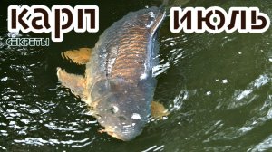 Редкие секреты ловли карпа в июле! Как ловить карпа в июле?
