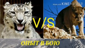 Снежный барс против пумы.