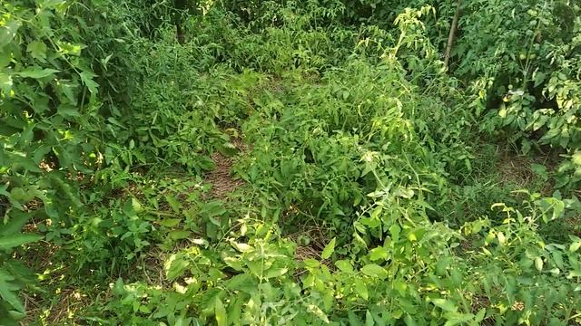 ОБРАБОТКА ТОМАТОВ ЙОДОМ.ОБЗОР ТОМАТОВ. смотреть онлайн