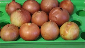 ЗЕЛЕНЫЙ ДОМАШНИЙ ЛУК ЗА 2 ДНЯ, КАК ВЫРАСТИТЬ ЗЕЛЕНЫЙ ЛУК ДОМА, ДОМАШНИЙ ЗЕЛЕНЫЙ ЛУК НА ВОДЕ, КАК ВЫ