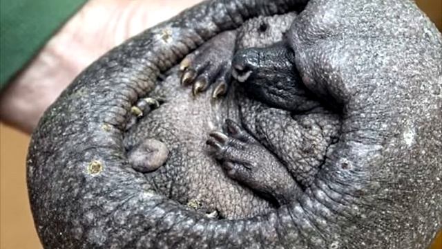 Когда они увидели в саду это существо, то не на шутку испугались! Но правда оказалась ужасней! смотреть онлайн