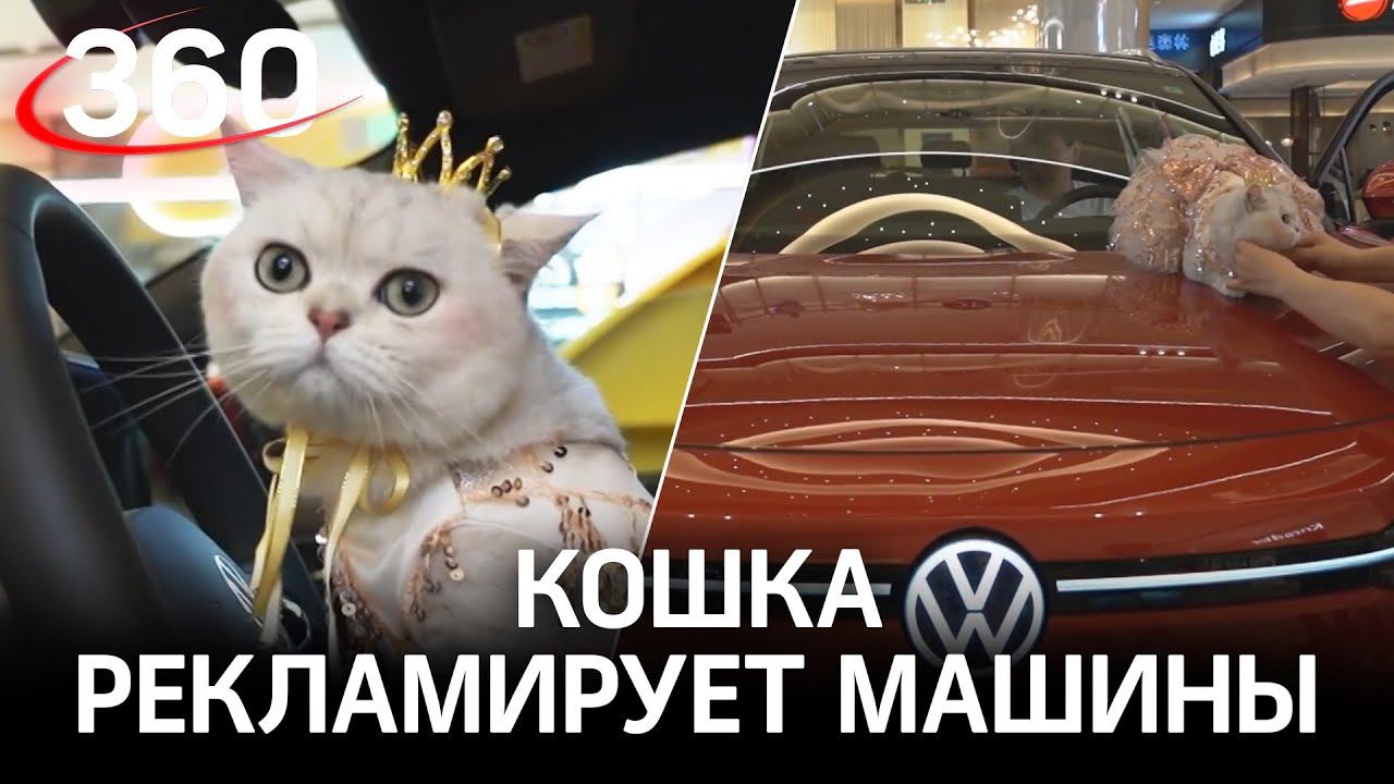 Кошка зарабатывает на рекламе машин по $1,5 тыс. за шоу