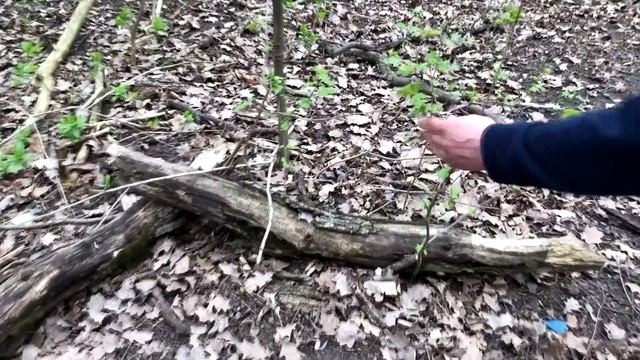 Муравьиные тропы и загадочные норы! В поисках муравьёв в Ботаническом саду \\ Димон и пумба смотреть онлайн