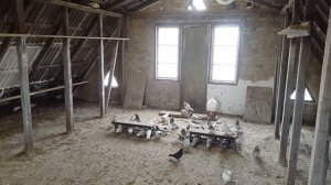 Бакинские бойные голуби мраморные цементальные и белые