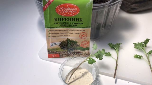 Черенкование хризантемы мультифлора после зимнего хранения смотреть онлайн