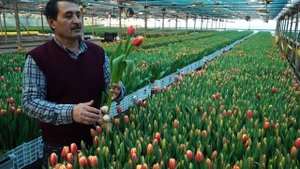 Сорт тюльпана "Leen Van De Mark". Тепличный комплекс "Южный Полевод"