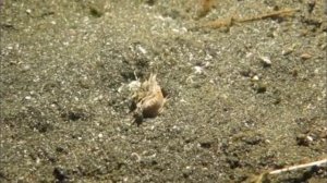 Кормим морского страшного трехметрового червя хищника