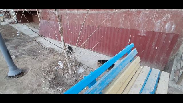 Два дебила рисуют свастики в подъездах на протяжении 3-х минут. смотреть онлайн