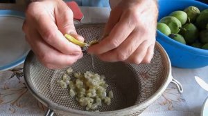 переработка плодов пассифлоры