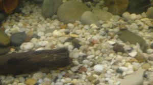 13 января 2024 подросшие прилипалы