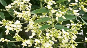 Софора японская плоды купить