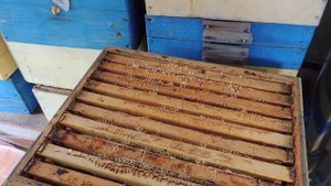 Откачка меда. Пчелы, корпусные улья, рамки.....