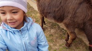 КАК УХАЖИВАЕМ ЗА ОСЛИКАМИ БУДЕТ НОВЫЙ ПРОЕКТ