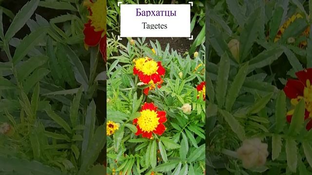 Бархатцы (Tagetes).?