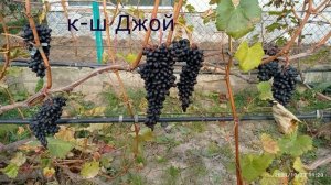 @Осень на виноградник  Экскурсия по винограднику