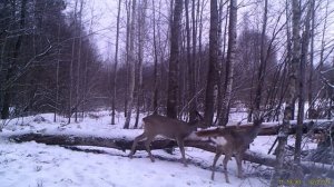 Косули на солонце в национальном парке "Угра"