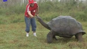 Галапагосская черепаха  аквадон.flv