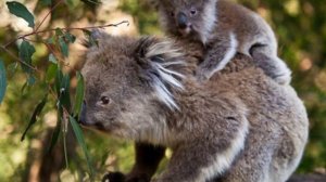 животный мир Австралии