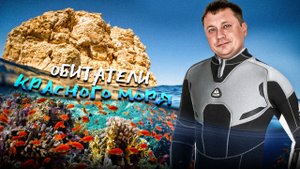 ?? #ЕГИПЕТ2023 Подводный мир Красного моря | Отдых в Египте #шармэльшейх