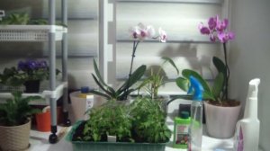 Хризантема Мультифлора из черенков . Уход за рассадой .