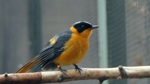 White-crowned Robin-Chat