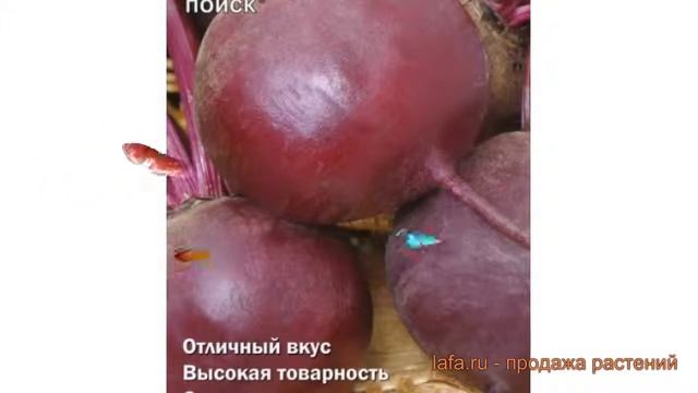 Свекла столовый Бордовая звезда ? обзор: как сажать, семена свеклы Бордовая звезда смотреть онлайн
