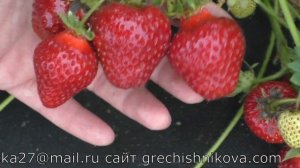 ХОНЕЙ ранний сорт клубники