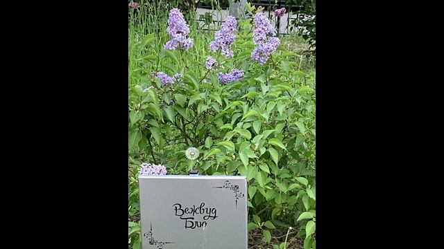 Май цветами провожая распускается сирень смотреть онлайн