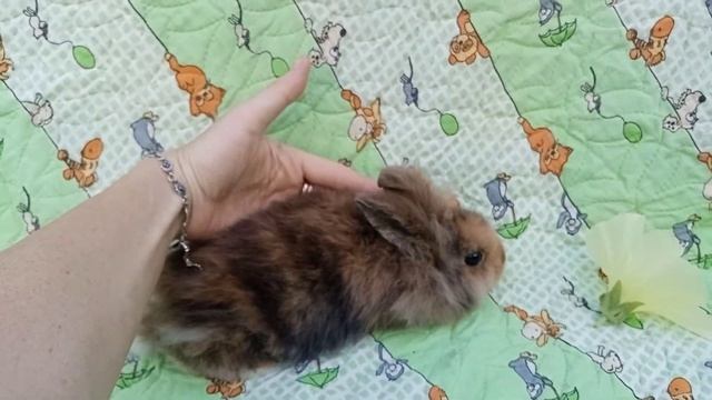 Кролик карликовый минор