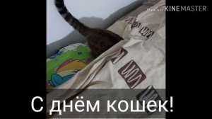 Сегодня всемирный день кошек!