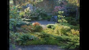 Красивые композиции из хвойных!