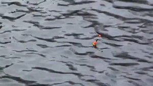 Ресторан "Русская рыбалка"