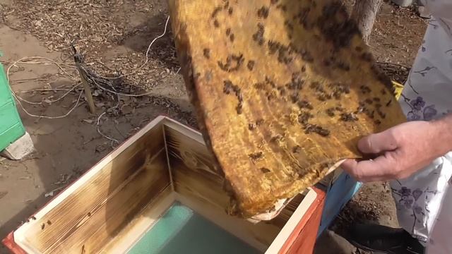 Что влияет на развитие пчел.Корма, обогрев, поение ... смотреть онлайн