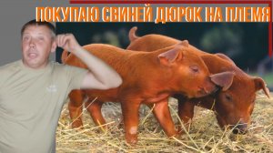 Как купить племенных свиней породы ДЮРОК? Мой опыт. "Мое Подворье"