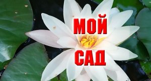 Мой сад