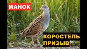 ?ГОЛОС (МАНОК) КОРОСТЕЛЬ ПРИЗЫВ