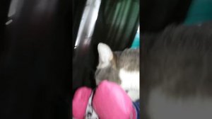 Кот нюхает носок. Ржака.