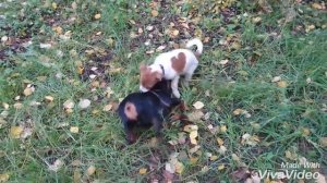 Борьба Цвергпинчера и Джек Рассела ?