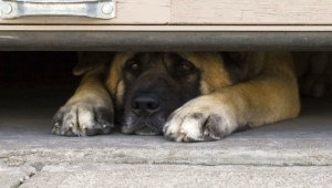 Про собаку которая боится грома и молнии...