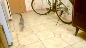 Нашли на улице котенка